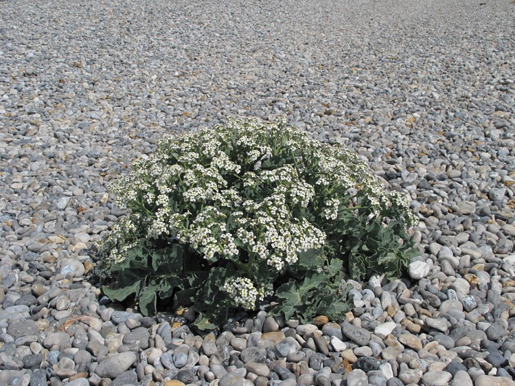 Crambe maritima